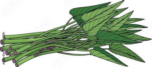 fresh green water spinach harvest vibrant culinary vegetable illustration
