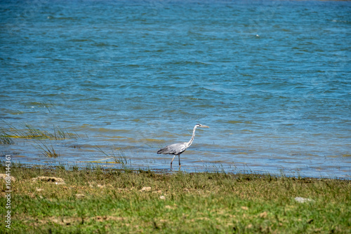 Foto A large grey heron stands gracefully on a grassy shoreline with calm blue water in the background, showcasing a peaceful moment of avian wildlife in its natural riverine habitat during the day