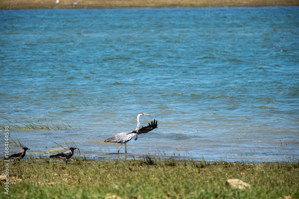 Obraz premium A grey heron begins to spread its wings while standing on a grassy riverbank next to two hooded crows, with calm blue water in the background, capturing a dynamic moment of wildlife in nature.