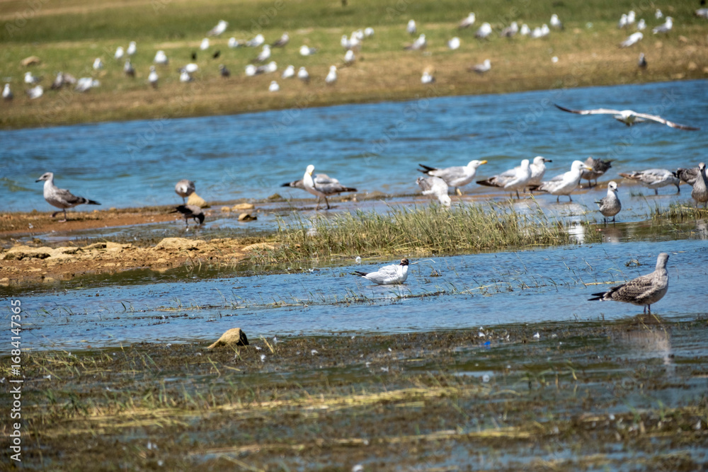 Obraz premium A variety of seagulls and waterbirds forage in shallow river water along a marshy bank, with one bird captured in flight, showcasing a vibrant avian community in their natural wetland habitat.