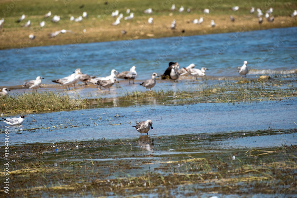 Obraz premium A large group of seagulls and waterbirds gather in shallow river water and on a marshy bank, capturing a peaceful scene of avian wildlife in their natural wetland habitat on a sunny day.