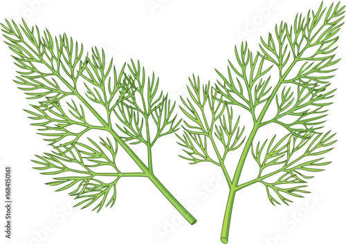 fresh dill sprigs detailed culinary illustration of aromatic herb