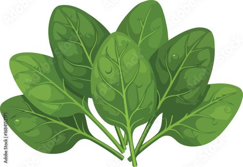 fresh spinach leaves vibrant green leafy vegetable illustration