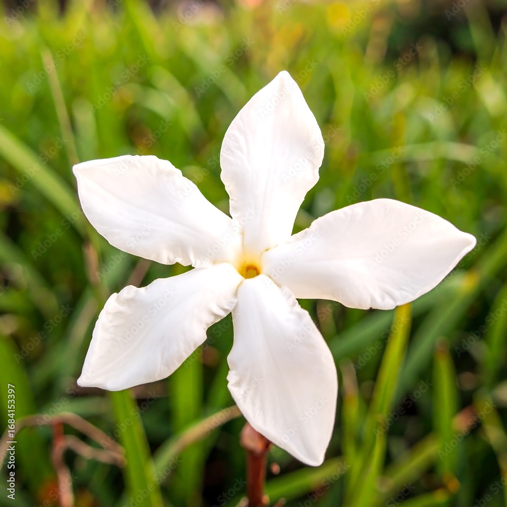Obraz premium Single white flower in garden