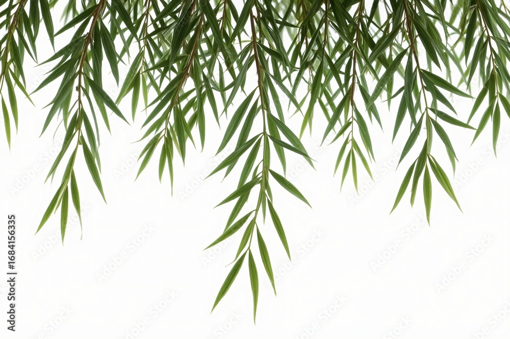 Obraz premium Weeping willow branches, isolated, nature, design, backdrop, white