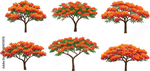Autumn tree illustration, vibrant orange foliage, red leaves, seasonal botanical art, fall landscape design, decorative nature graphic, isolated vector, fiery canopy, artistic plant silhouette