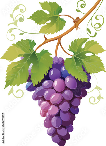 Cluster of Grapes on Vine Isolated in Vector Style