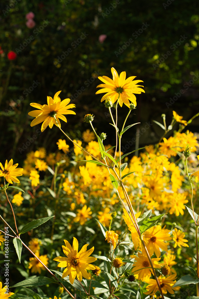 Fototapeta premium Bright yellow wildflowers backlit by warm afternoon sunlight