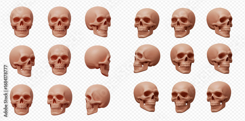 A collection of 3D rendered human skull models presented from multiple angles in a grid, against a transparent background.