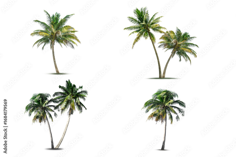 Fototapeta premium Set of coconut tree isolated on white background.