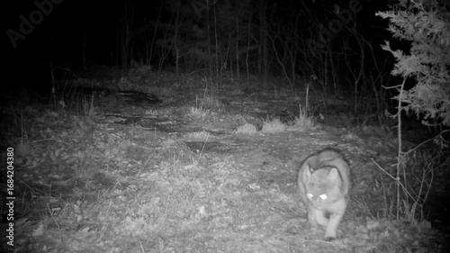 Bobcat walks across the view at night, then stops to marks his territory by scratching and urinating before walking out of the view