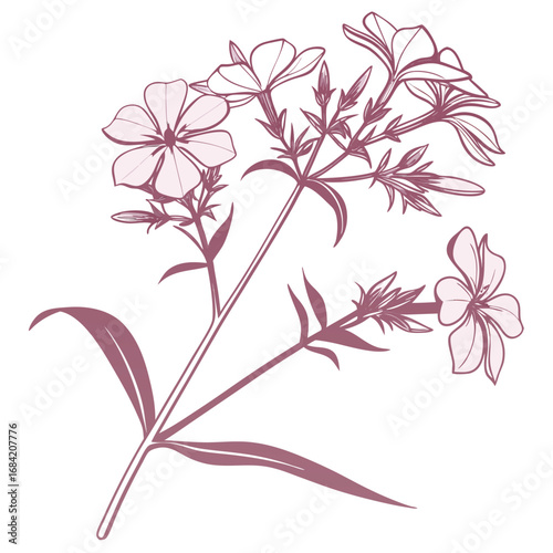 creeping phlox flower pink on white background 