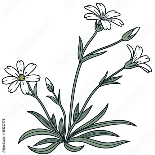 black and white cerastium tomentosum