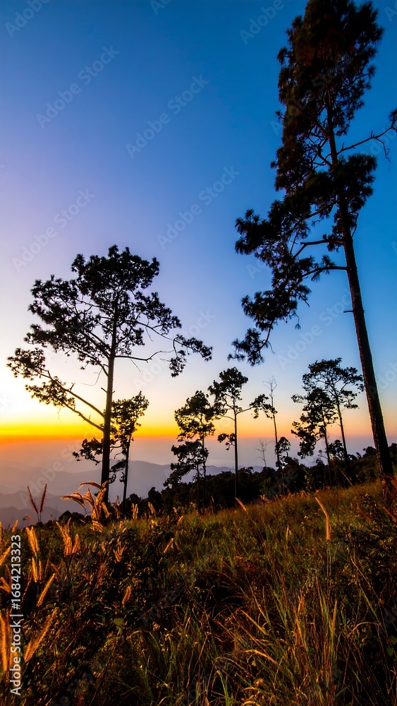 Obraz premium Sunrise silhouettes of tall pine trees on a mountaintop