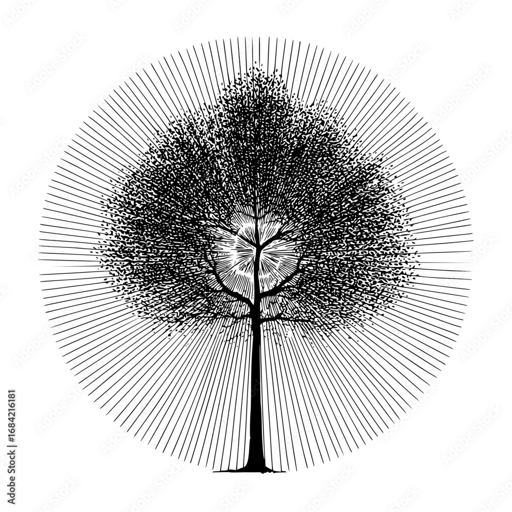 Obraz premium trees , plants, forest,