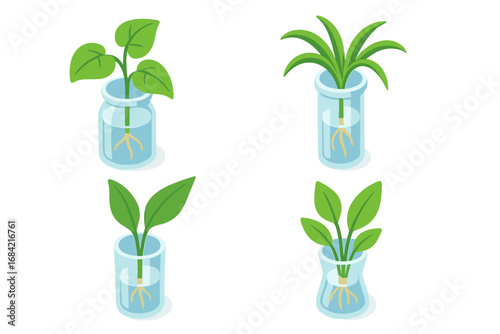 Houseplant propagation isometric icon set. Vector illustration of plant cuttings with roots in glass jars of water. Clip art for gardening, horticulture, and botany concepts.