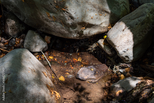 rocks in the forest with Spider and web