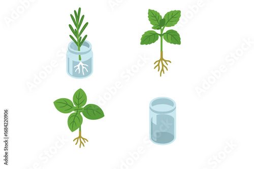 Herb propagation icon set. Isometric vector graphics of rooting cuttings in water. Mint, basil, and rosemary plants with roots in glass jar. Home gardening concept illustration.