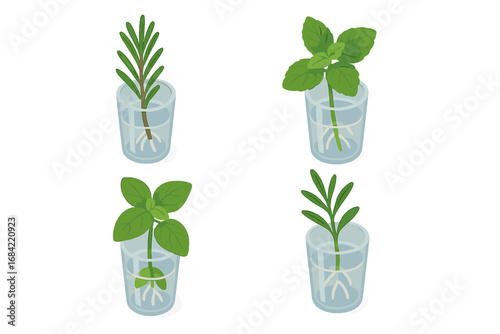 Herb propagation icon set with cuttings rooting in water. Isometric flat vector illustration of rosemary, mint, and basil developing roots in a glass. Home gardening concept.