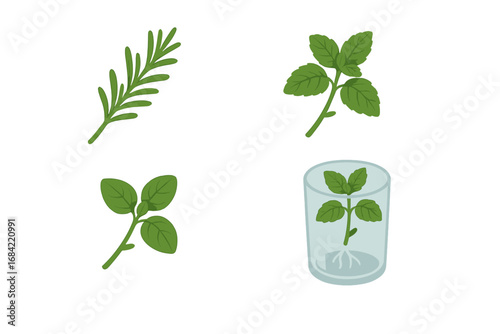 Herb propagation icon set. Isometric flat vector illustration of rooting herb cuttings like rosemary, mint, and basil in a glass of water. Home gardening, planting concept.