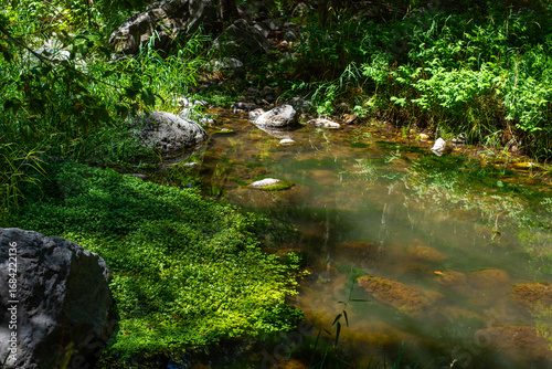 The river running through Sedona, surrounded by vibrant green grass.
