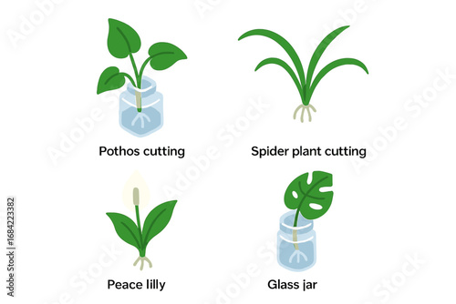 Plant propagation isometric icon set. Houseplant cuttings rooting in water. Pothos, spider plant, peace lily, monstera leaf in glass jar. Home gardening, botany concept vector.