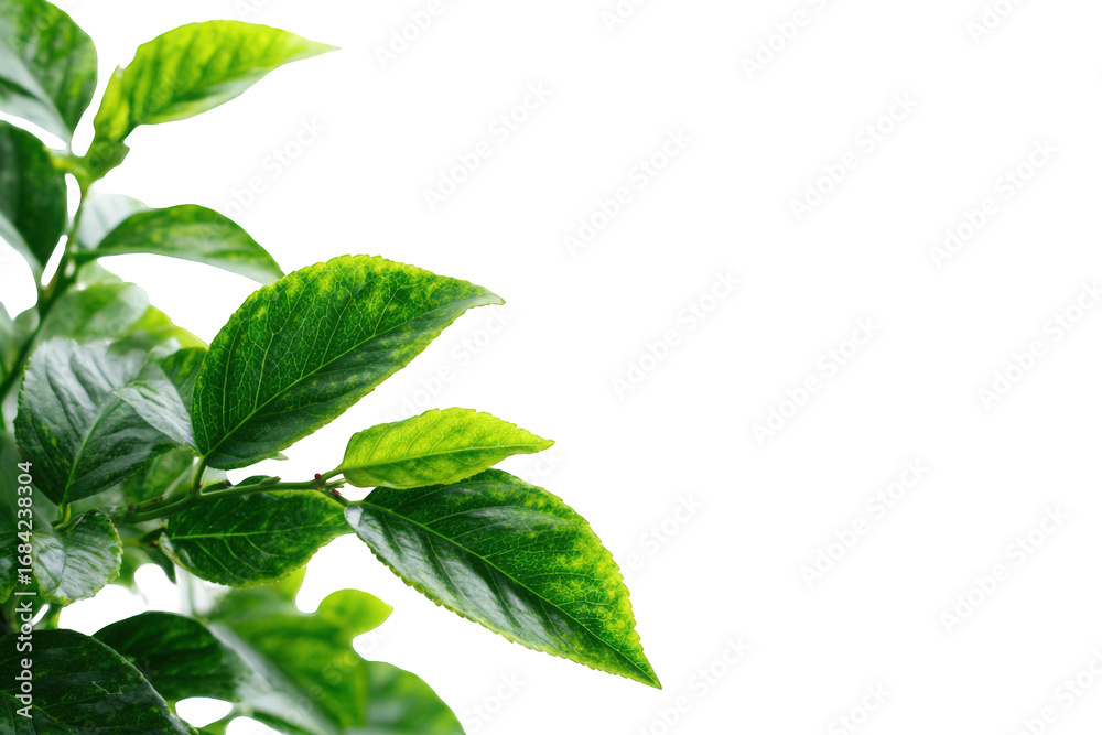 Fototapeta premium Close-up of vibrant green leaves with yellow highlights