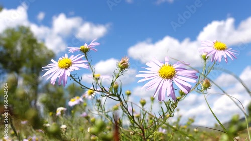 Heteropappus biennis is a genus of Asian flowering plants in the family Asteraceae. Flowers under the blue sky	
