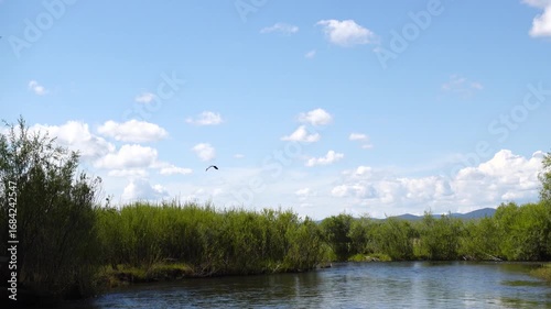 a grey crane flies over the river