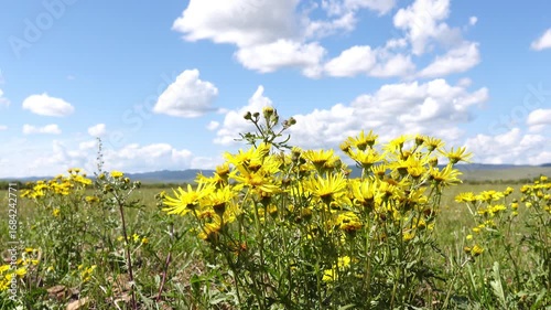 Yellow flowers under the blue sky. Scenic summer view	