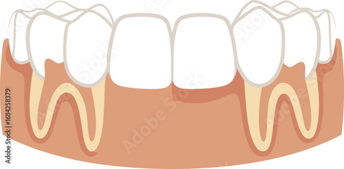 Human Tooth Anatomy Vector Illustration with Root Structure