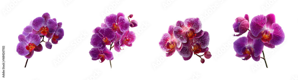 Fototapeta premium Elegant PNG set of delicate violet phalaenopsis orchid blossoms with dew drops, perfect for adding beauty Isolated on Transparent backround
