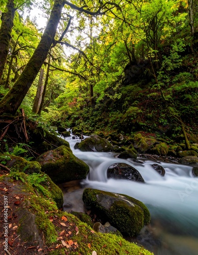 Forest Creek Flowing Through Trees (1)
