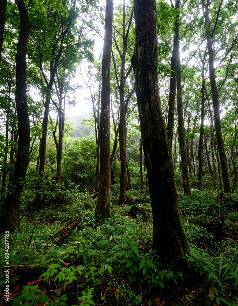 Naklejka premium Forest Floor, Japan