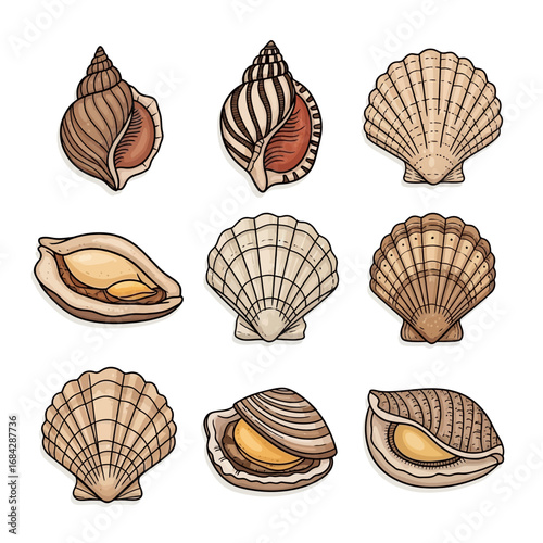 Seashells with vector illustration, nature, and beach.