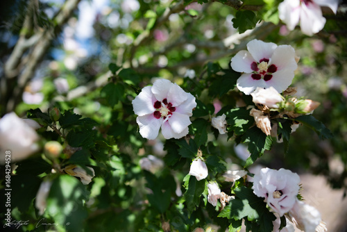 apple tree flowers