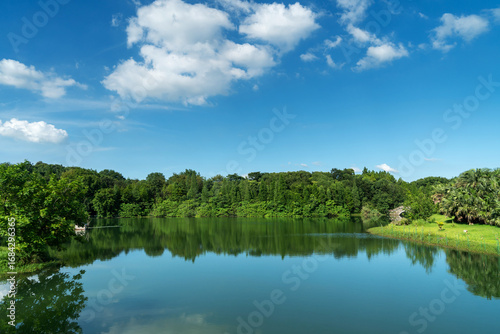Lush greener around the pond in the park