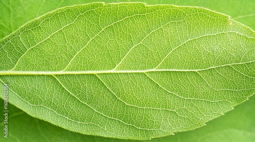 Close up of a vibrant green leaf with intricate vein patterns