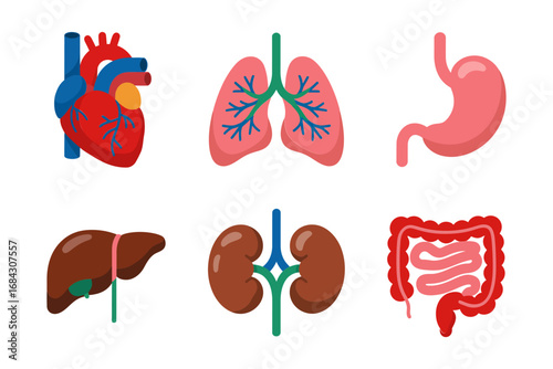 Human internal organs vector illustrations, heart lungs stomach liver kidneys intestines, medical anatomy icons, clinical education graphics