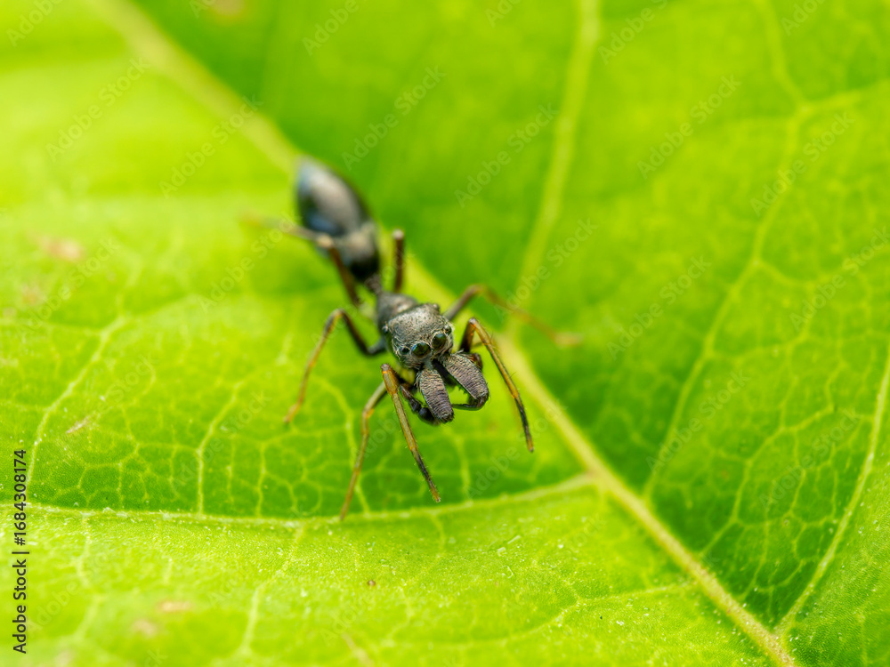 Naklejka premium 葉の上のアリグモ