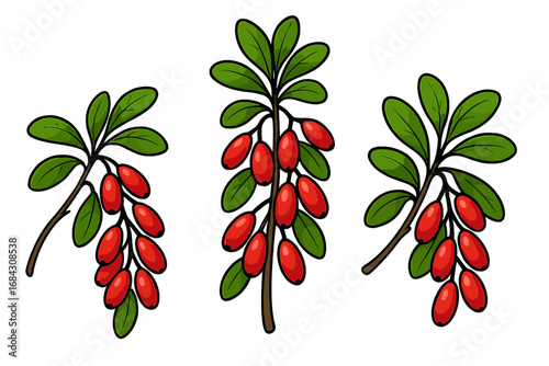 Barberry branch set with red berries and green leaves. Vector cartoon illustration of Berberis vulgaris. Healthy food, vitamin C. Botanical drawing isolated on white background.