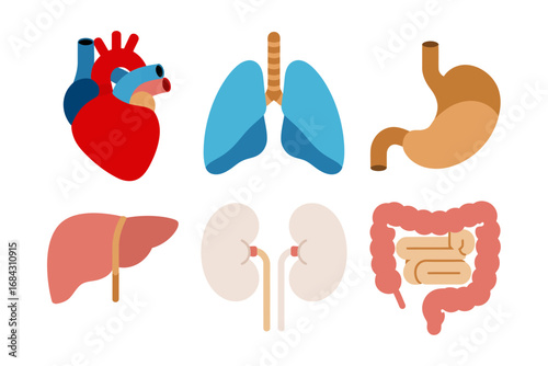 Anatomical internal organs vector set, heart lungs stomach liver kidneys intestines, health medical illustration icons, biological education graphics