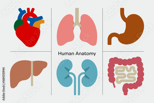 Medical human anatomy vector illustrations, heart lungs liver kidneys intestines, clinical organ diagram icons, healthcare education visual aids
