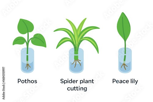Plant propagation isometric icon set. Houseplant cuttings rooting in water glass. Pothos, spider plant, peace lily. Vector for home gardening, horticulture, botany concept.