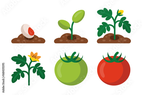 Tomato plant growth stage vector illustrations, seed germination sprout fruiting development icons, agricultural farming design, gardening clipart set