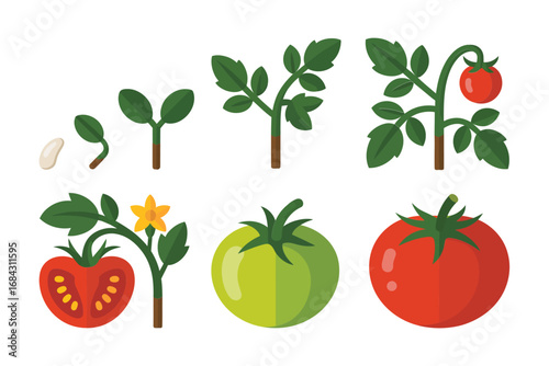 Fresh tomato plant illustration set, fruiting growth stages seed sprout flowering harvest, agriculture farming icons, gardening vector design