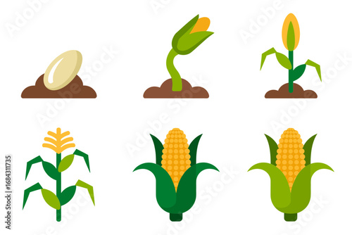 Corn plant growth illustration collection, seed germination sprouting stalk leaf flowering cob stages, agriculture farming design, crop development icons