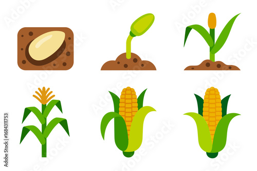 Maize plant germination vector collection, corn seed sprout stalk leaf cob growing phases, agricultural farming design, harvest cycle graphics