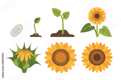 Sunflower plant growth cycle vector icons, seed sprouting germination stem leaf flower bloom harvest, agriculture farming illustrations