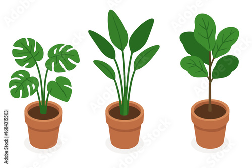 Indoor plant vector icon set. Isometric flat design illustration of tropical potted plants: monstera deliciosa, bird of paradise, and fiddle leaf fig. Home decor elements.